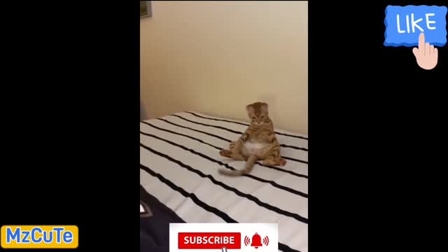 ♥ Funny Cats and Dogs