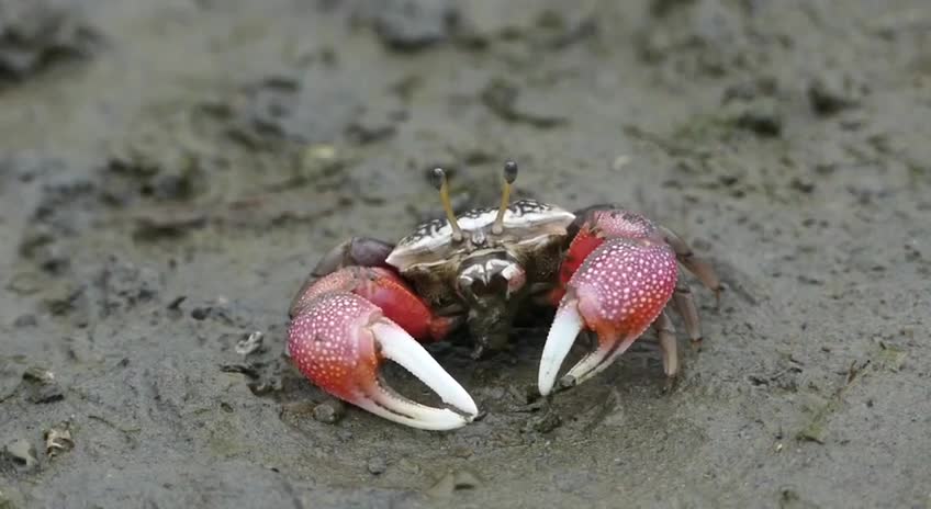 The fiddler crab feeds on insects on the beach.