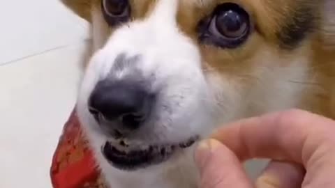You piece of shit