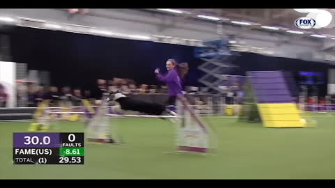 World fast dog / america / dog show