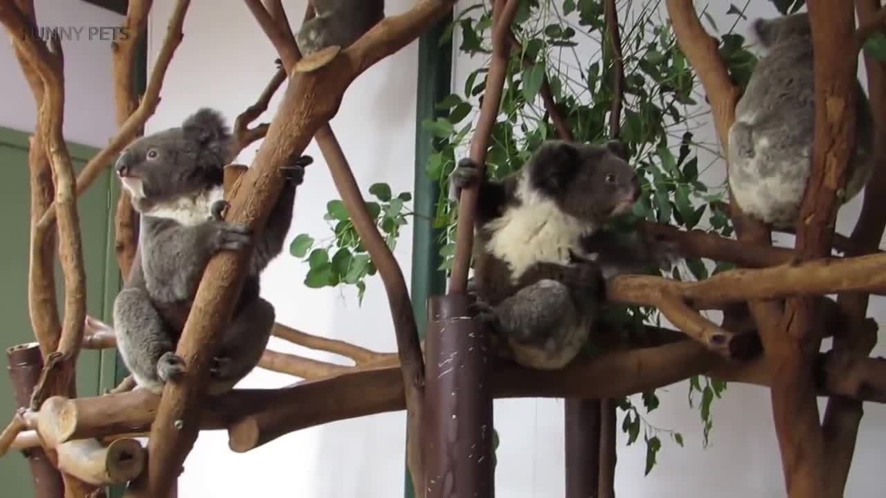 Cute Koalas Playing 🐨 Funny Koala Bears [Funny Pets]