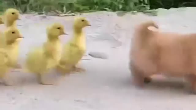 Puppy and chicks funny moments