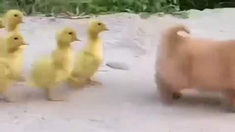 Puppy and chicks funny moments