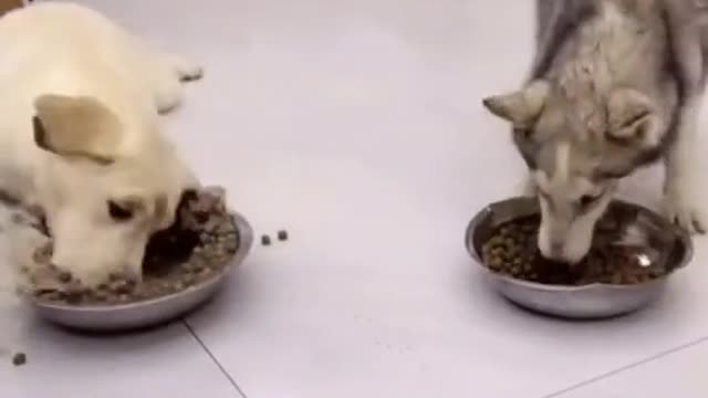 Angry dog eating all the food