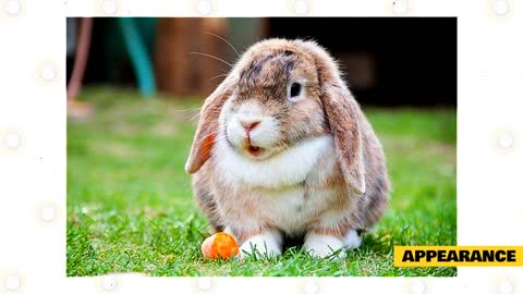 Why You Should Get A Holland Lop Rabbit