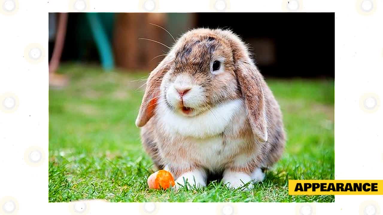 Why You Should Get A Holland Lop Rabbit