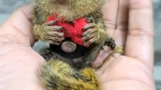 cute pocket monkey