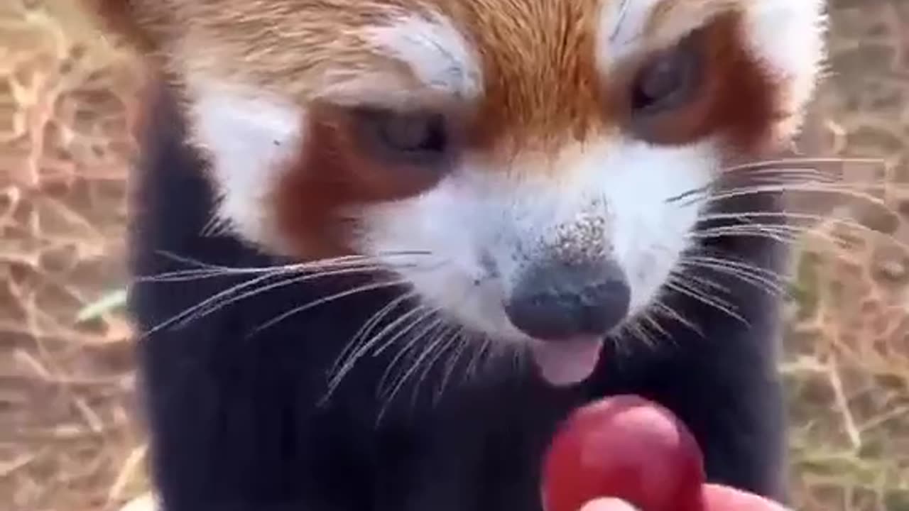 Cute Red Panda Eating Grapes #shorts #shortvideo #video #virals #videoviral