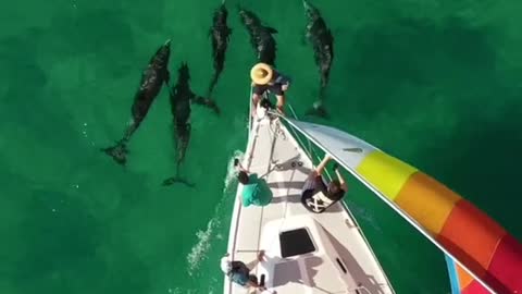 Jumped in the water to film some dolphins in the open ocean