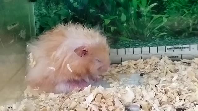 Funny cute hamster just woke up with a sleepy face