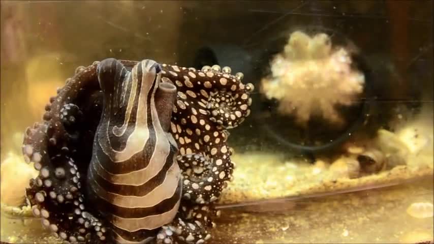 Striped aquarium octopus!