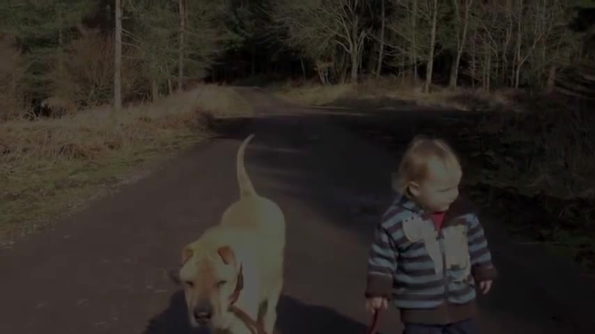 A dog waiting for his bestfriend while playing in a puddle