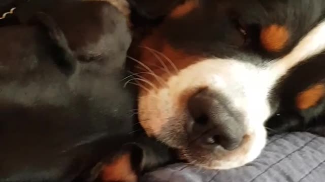 Saint bernard and rottweiler cuddle on blue bed