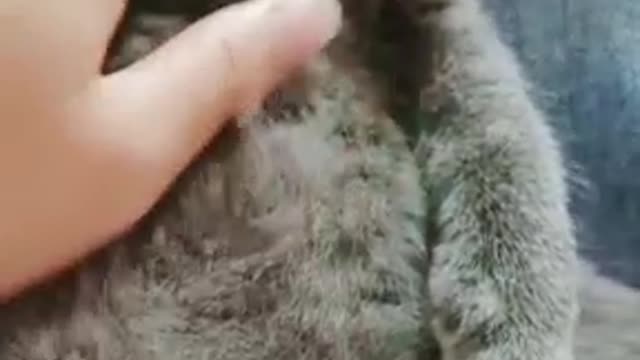 The cat fell asleep in my arms and couldn't bear to wake it up