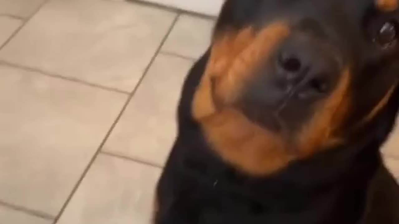 Cute dog funny video 🤣🤣
