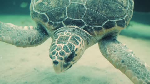 Turtle under water