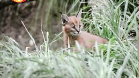 Hungry caracal attitude