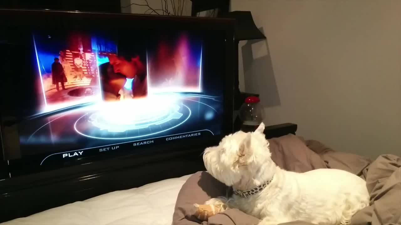 Dog couldn't care less about 'Star Wars' hype