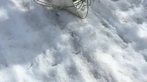 Playful Aussie Pulls Her Favorite Toddler in a Sled