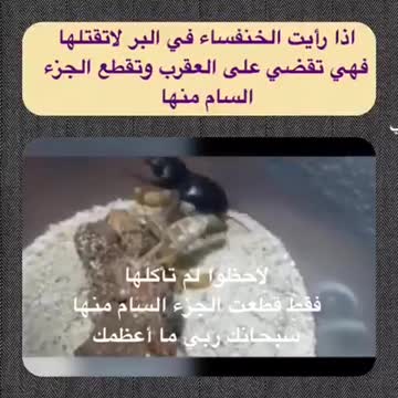 A confrontation between a scorpion and a black ladybug