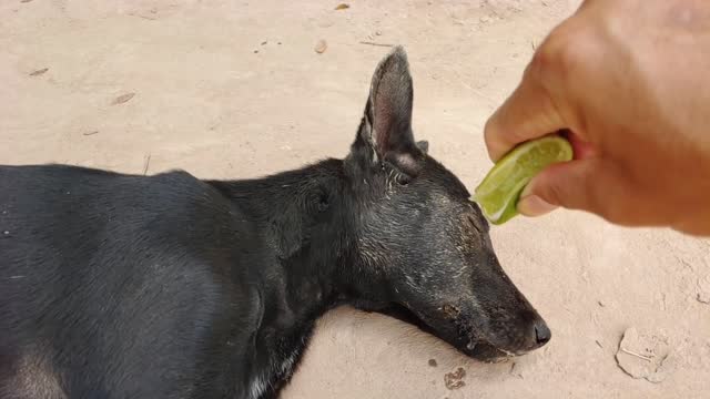 try to prank dog with lemon