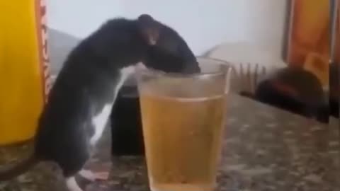 Power of alcohol cat and rat fighting