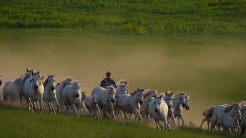 A herd of galloping horses