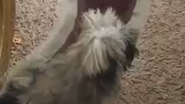 Playing with my mini dog