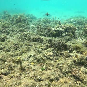 Snorkeling Adventures Await! Underwater Wonders