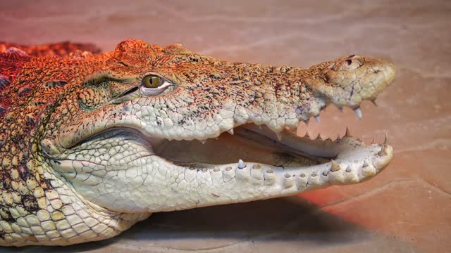 Nile Crocodile Opens Mouth Showing Teath