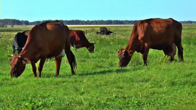 Herd Of Cows eating Grass in Greenland