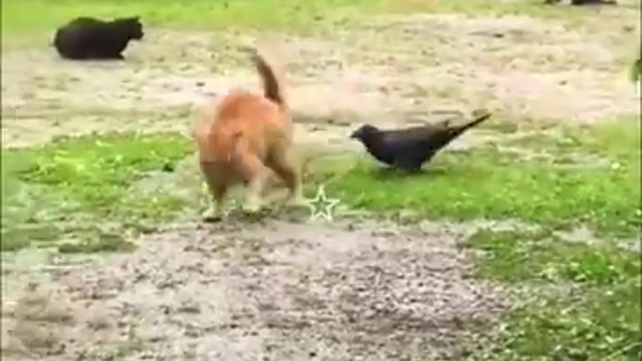 Funny Cats And Dogs Videos #2 😂 - Best Funniest Animal Videos 2023 😅