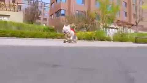 Skatedog 1