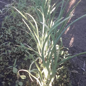 Green onions