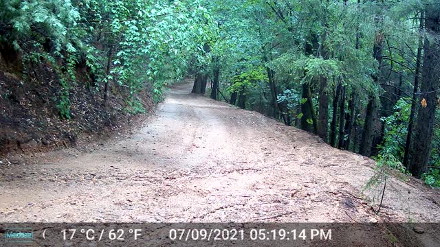 2nd video of the 2 Bucks and doe