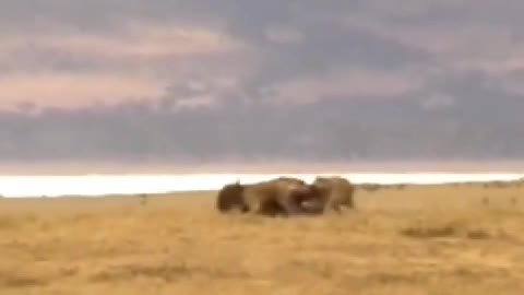 Hyenas hunting wildebeest, put down after began to eat