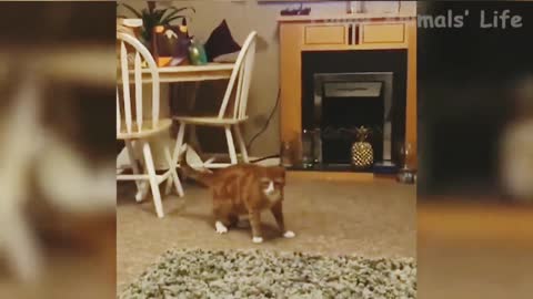 Funny fight cat