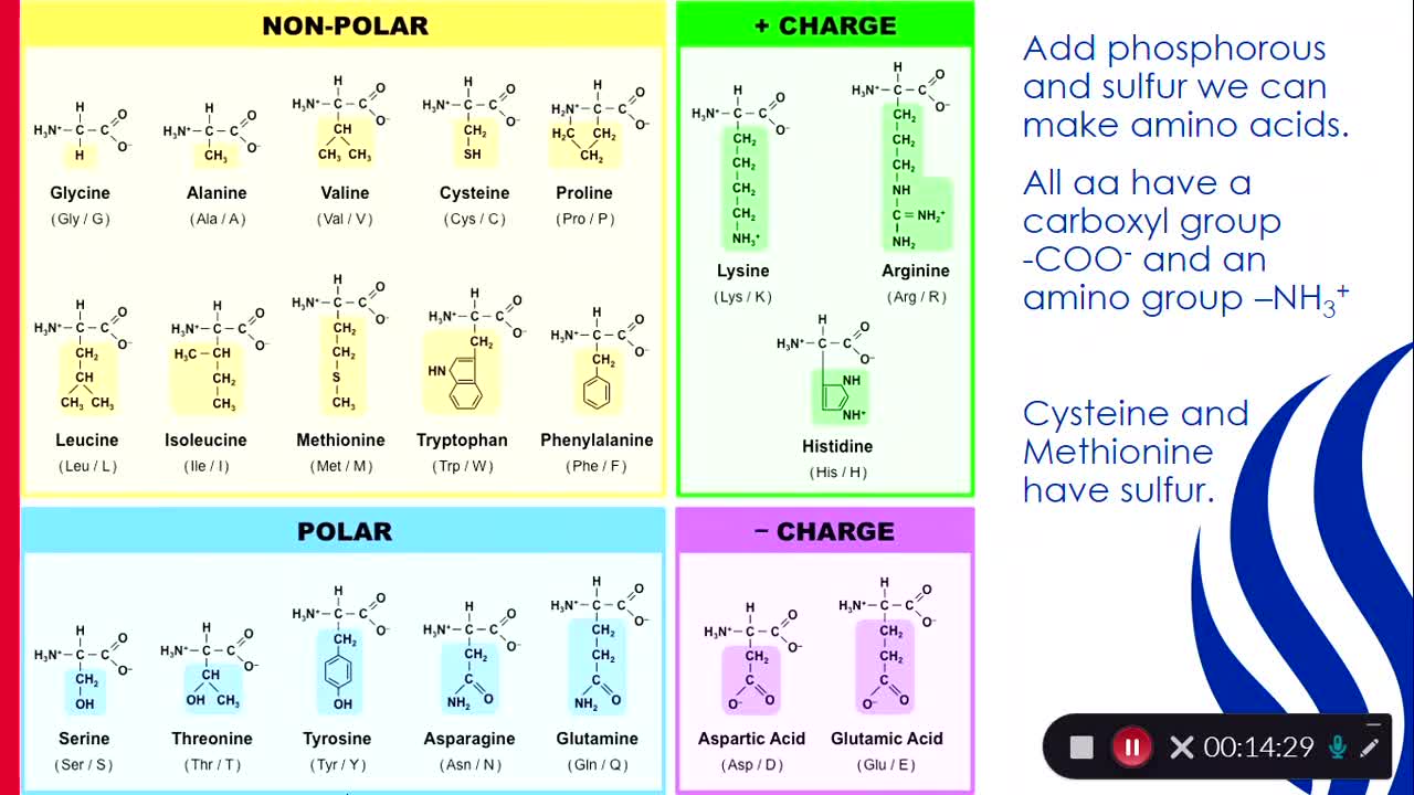 Evolution: Miller Urey Experiment