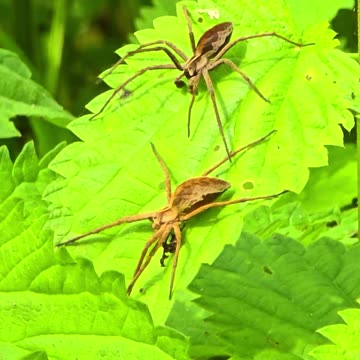 Spider scares another spider / slow motion / two beautiful spiders.