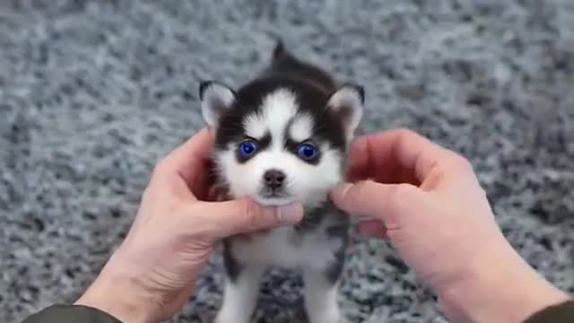 a cute micro husky