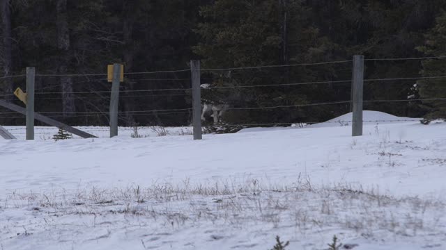 Bighorn Sheep Lamb Flips Through Fence