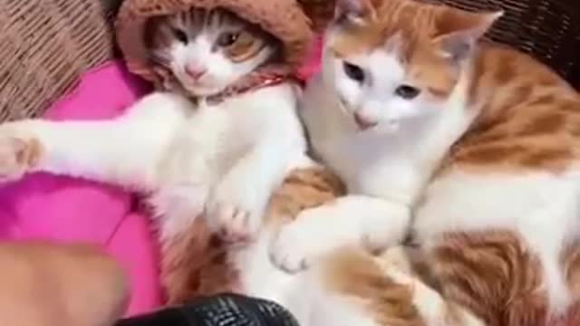 Funny and cute cats