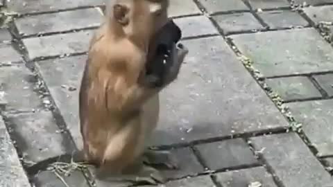 Funny monkey🐒🐒🐒🐒🐒