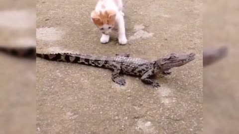 OMG! Cute cat front of little crocodile