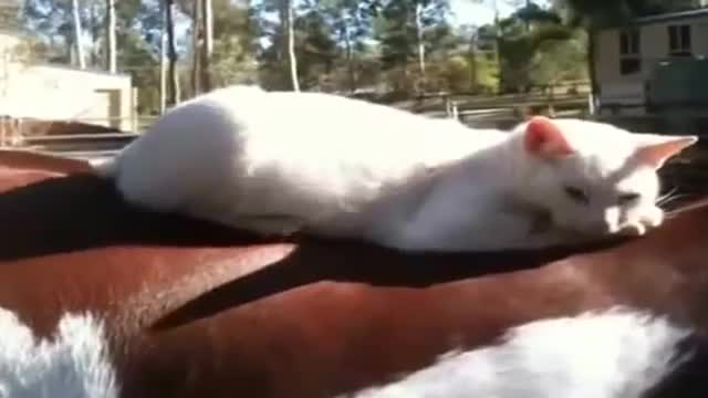 Funny horse compilation