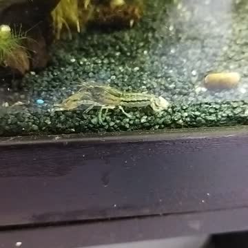 Cambarellus diminutus Zwergkrebs im Aquarium 01