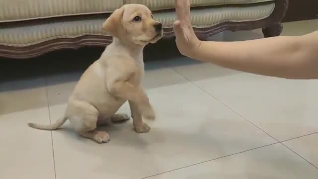 Dog traning video