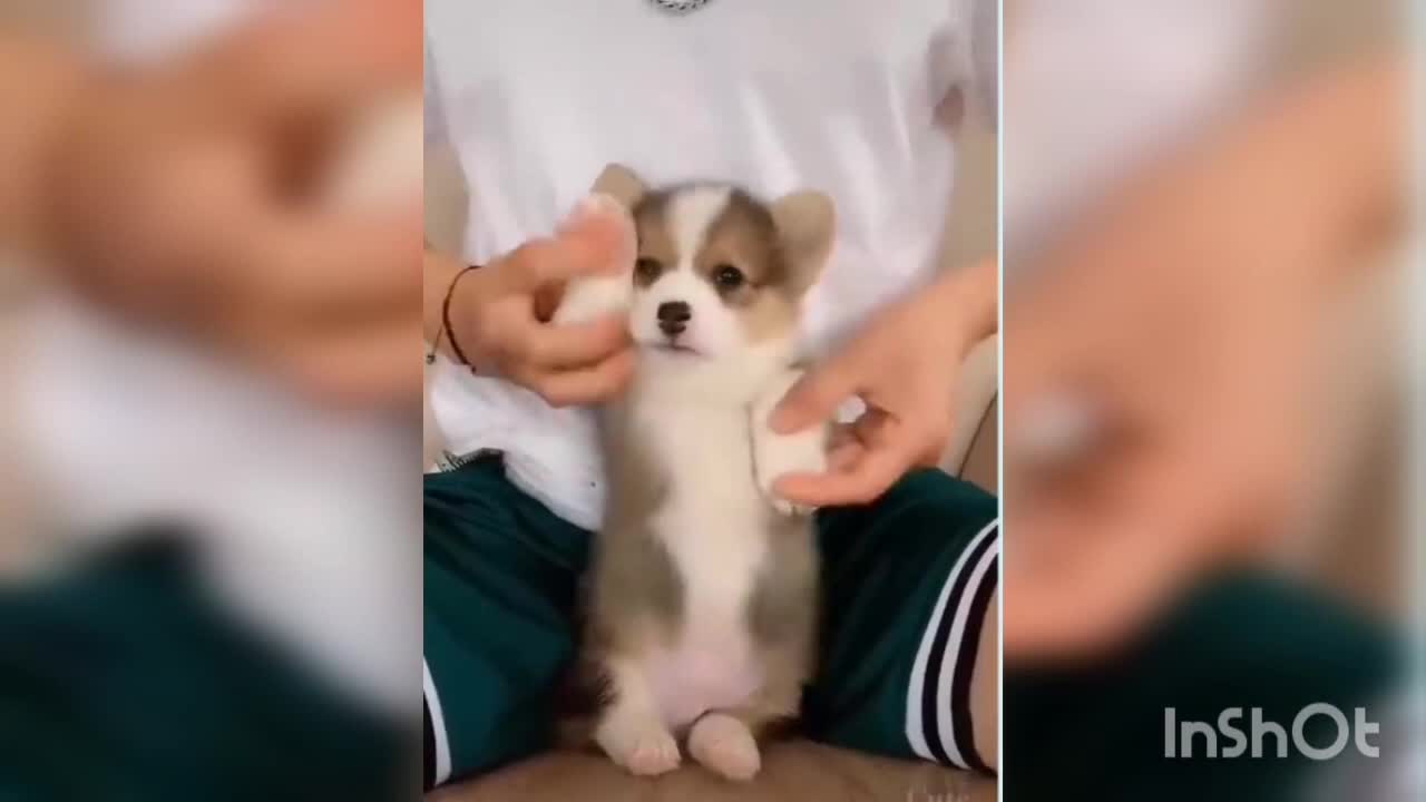 Funny cute dogs