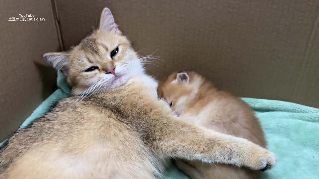 The cutest animal in the world | The kitten hugs the duckling and sleeps sweetly