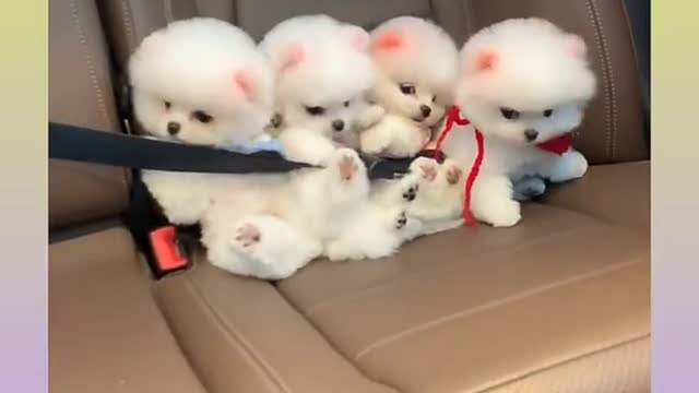 Funny and Cute Dog Video Compilation